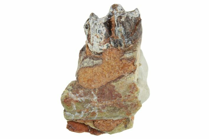 Fossil Horse (Mesohippus) Jaw Section - South Dakota #365256